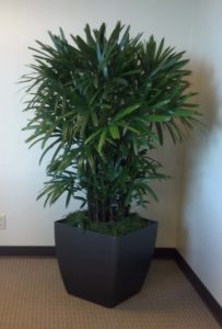 Office Plant - Interior Plant - Palm